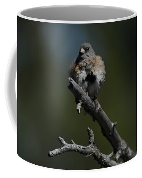Dark-eyed Junco Coffee Mug featuring the photograph After the Bath by Frank Madia