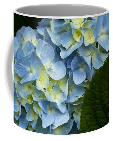 Hydrangea Coffee Mug featuring the photograph After The Rain by Carrie Cranwill