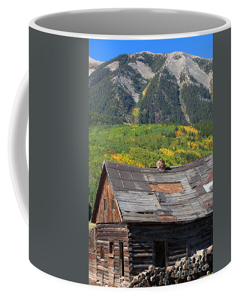Autumn Colors Coffee Mug featuring the photograph Aging Beauty by Jim Garrison