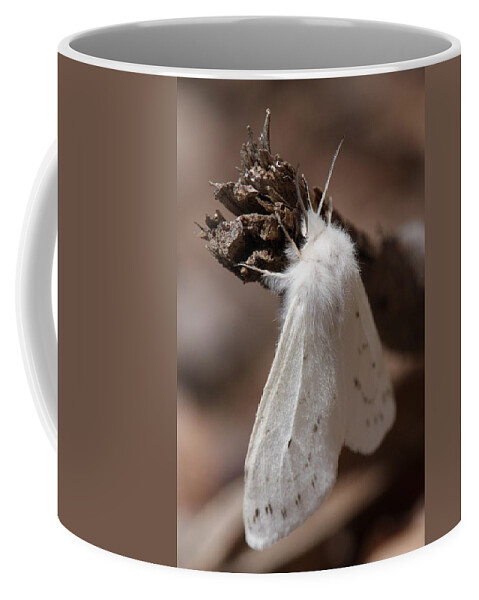 Agreeable Tiger Moth Coffee Mug featuring the photograph Agreeable Tiger Moth by Daniel Reed