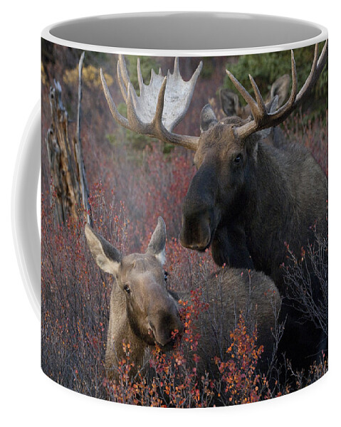 530760 Coffee Mug featuring the photograph Alaskan Moose And Calf Feeding by Michael Quinton
