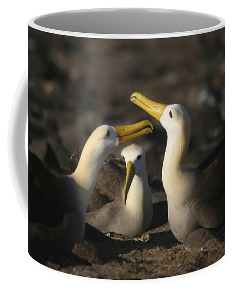 Albatross Coffee Mug featuring the photograph Albatross Perform A Mating Ritual by Ivan Kashinsky