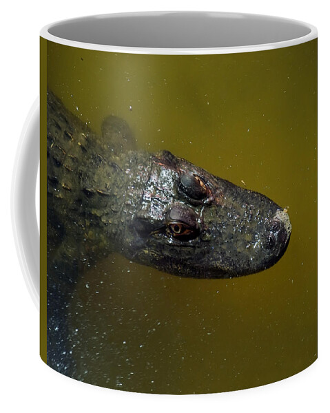 Alligator Coffee Mug featuring the photograph Alligator Stare by Flees Photos