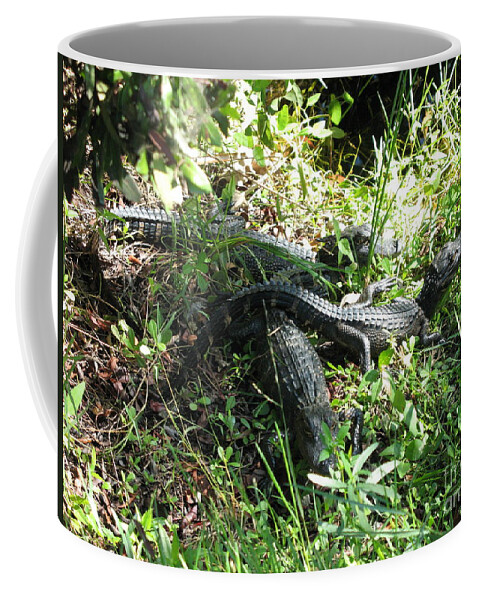 Alligator Coffee Mug featuring the photograph Alligatorbabys Waiting for Mommy by Christiane Schulze Art And Photography