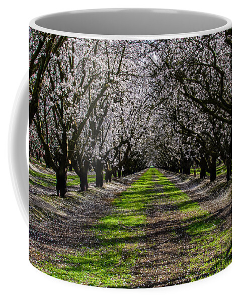 Almond. Almond Grove Coffee Mug featuring the photograph Almond Grove by Mike Ronnebeck