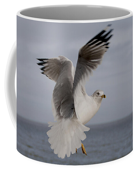 Gull Coffee Mug featuring the photograph Aloft I by Carol Erikson