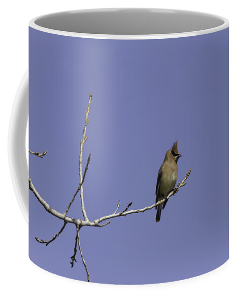 Cedar Waxwing Coffee Mug featuring the photograph Alone On A Limb by Thomas Young