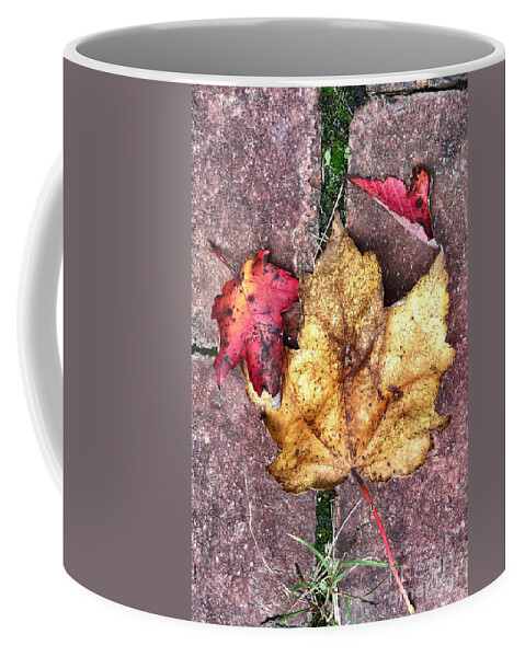 Leaves Coffee Mug featuring the photograph Along the Path by Kerri Farley
