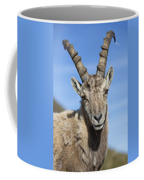 Flpa Coffee Mug featuring the photograph Alpine Ibex In The Swiss Alps by Bernd Rohrschneider