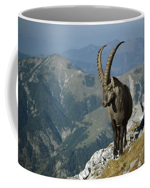Feb0514 Coffee Mug featuring the photograph Alpine Ibex Male In The Swiss Alps by Konrad Wothe