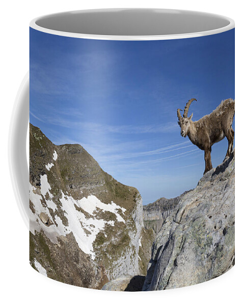 Flpa Coffee Mug featuring the photograph Alpine Ibex Swiss Alps by Bernd Rohrschneider