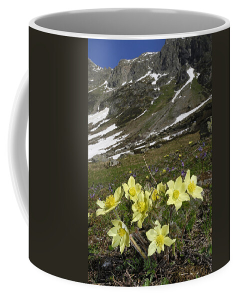 Feb0514 Coffee Mug featuring the photograph Alpine Pasque Flower Swiss Alps by Thomas Marent