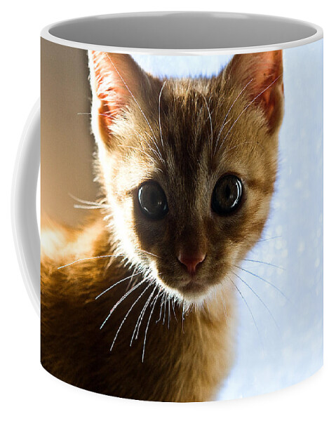 Cat Coffee Mug featuring the photograph Amazed by Jorge Maia