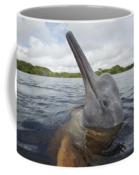 Feb0514 Coffee Mug featuring the photograph Amazon River Dolphin Spy-hopping Rio by Hiroya Minakuchi