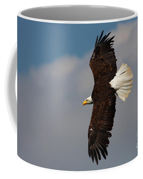 Alaska Coffee Mug featuring the photograph American Bald Eagle in flight by Nick Biemans
