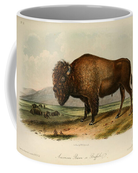 Louisiana Heron Coffee Mug featuring the drawing American Bison by Celestial Images