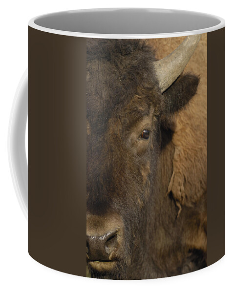 00210812 Coffee Mug featuring the photograph American Bison Male Wyoming by Pete Oxford