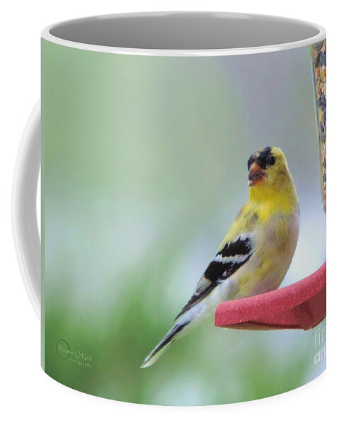 American Goldfinch Birds Coffee Mug featuring the photograph American Goldfinch at the Feeder 04 by Robert ONeil