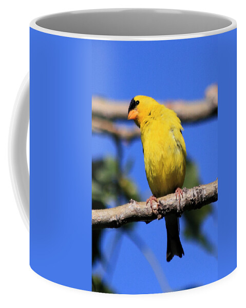 American Goldfinch Coffee Mug featuring the photograph American Goldfinch by Shane Bechler