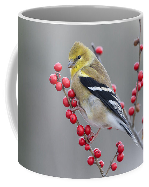 Scott Leslie Coffee Mug featuring the photograph American Goldfinch In Winter by Scott Leslie