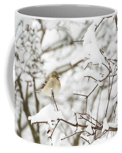 Jan Holden Coffee Mug featuring the photograph American Goldfinch by Holden The Moment