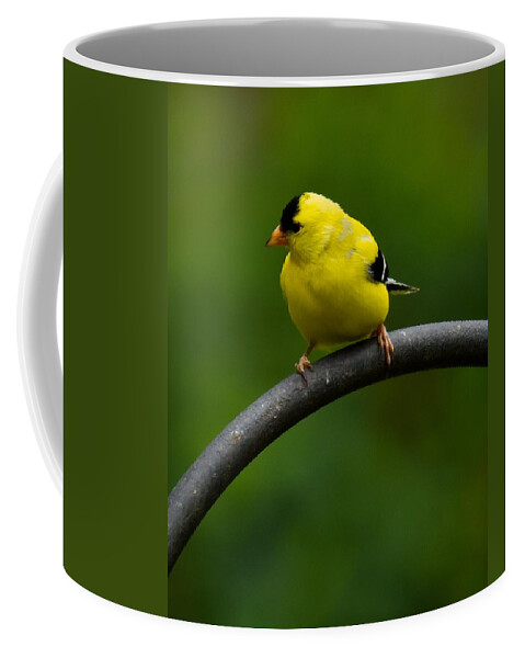 Goldfinch Coffee Mug featuring the photograph American Goldfinch by Robert L Jackson