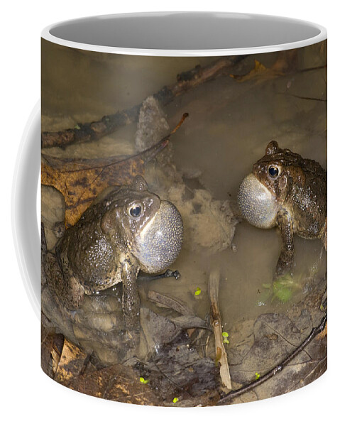 535842 Coffee Mug featuring the photograph American Toads Calling Huron Meadows by Steve Gettle