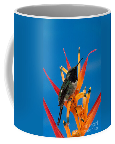 Fauna Coffee Mug featuring the photograph Amethyst Woodstar Calliphlox Amethystina by Anthony Mercieca