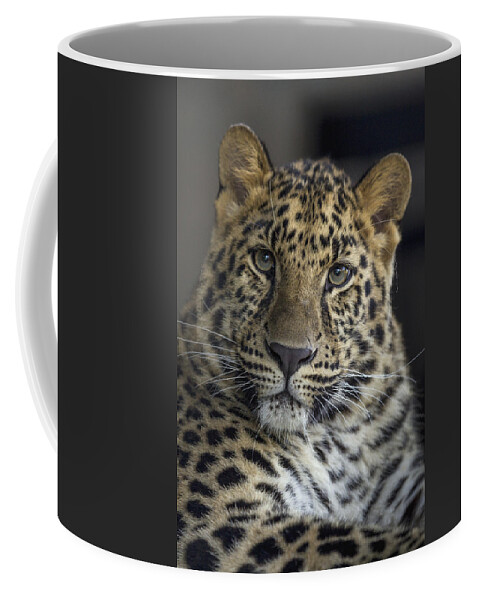 Feb0514 Coffee Mug featuring the photograph Amur Leopard Sub-adult by San Diego Zoo