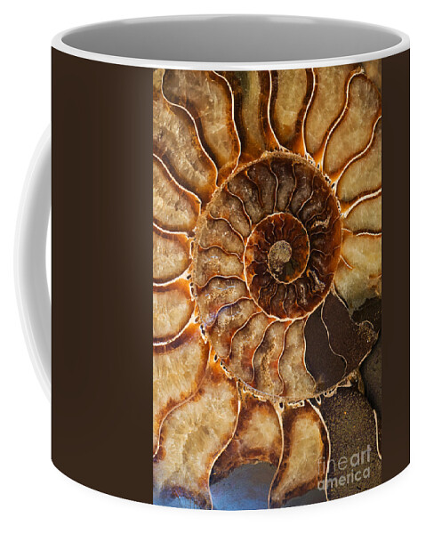 Ammonite Coffee Mug featuring the photograph An Ancient Treasure II by Jaroslaw Blaminsky