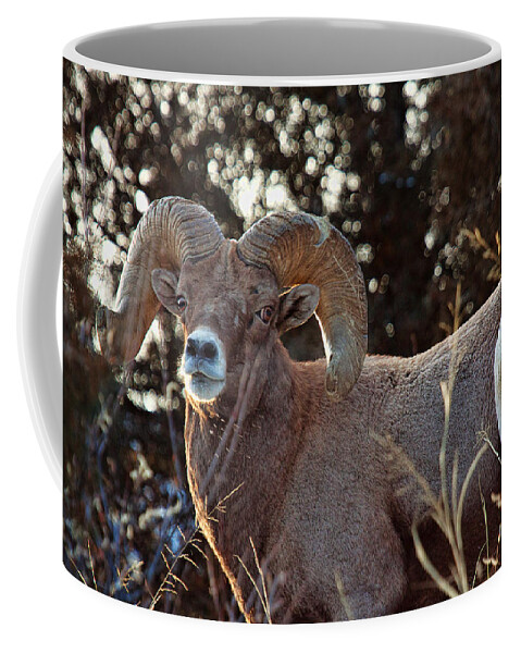 Bighorn Sheep Coffee Mug featuring the photograph An Icy Stare by Jim Garrison