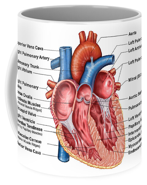 Anatomy Of Heart Interior Frontal Coffee Mug
