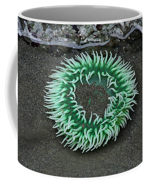 Olympic National Park Coffee Mug featuring the photograph Anemone by Paul Schultz