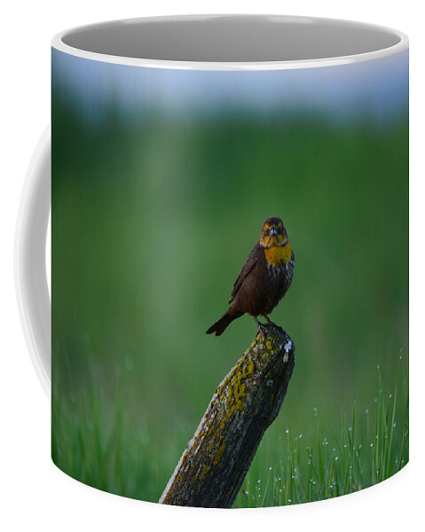 Yellowheaded Blackbird Coffee Mug featuring the photograph Angry Bird by Whispering Peaks Photography