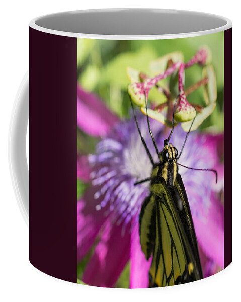 Swallowtail Butterfly Coffee Mug featuring the photograph Anise Swallowtail Butterfly and Passionflower by Priya Ghose