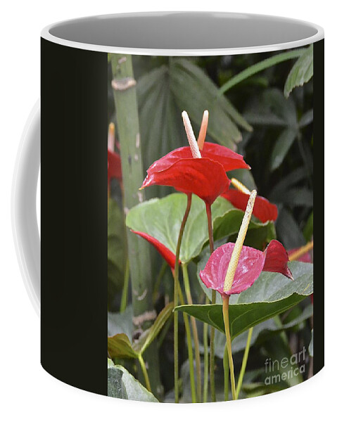 Flower Coffee Mug featuring the photograph Anthurium by Carol Bradley