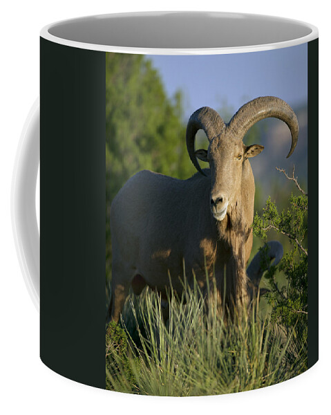 Barbary Coffee Mug featuring the photograph Aoudad Sheep Ram by Gary Langley
