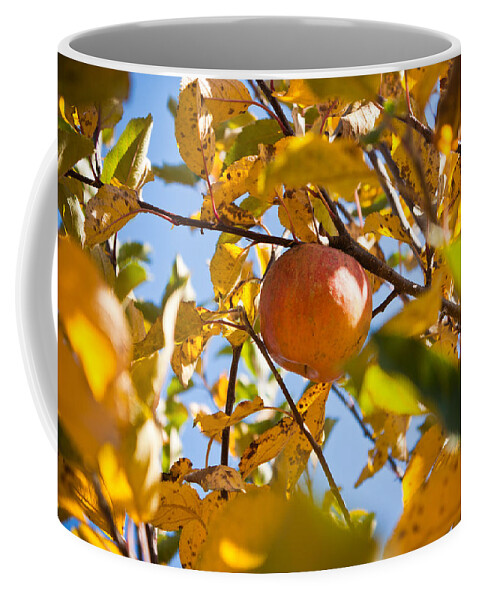 Indiana Coffee Mug featuring the photograph Apple Picking by Anthony Doudt