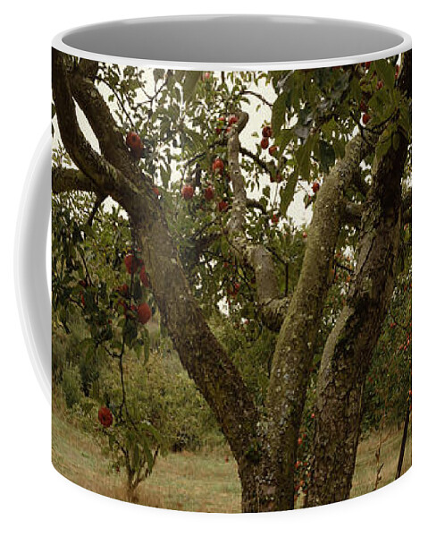 Photography Coffee Mug featuring the photograph Apple Trees In An Orchard, Sebastopol by Panoramic Images