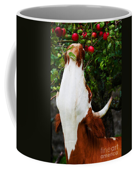 Animal Coffee Mug featuring the photograph Apples picking cow by Nick Biemans