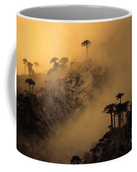Chile Coffee Mug featuring the photograph Araucaria dawn Chile by James Brunker