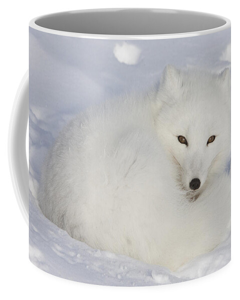 Feb0514 Coffee Mug featuring the photograph Arctic Fox Resting Churchill Canada by Matthias Breiter