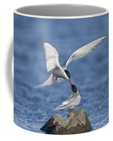 Flpa Coffee Mug featuring the photograph Arctic Terns Courtsing Outer Hebrides by Dickie Duckett