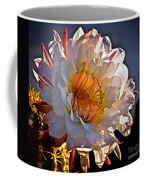 Arizona Coffee Mug featuring the photograph Argentine Giant II by Robert Bales