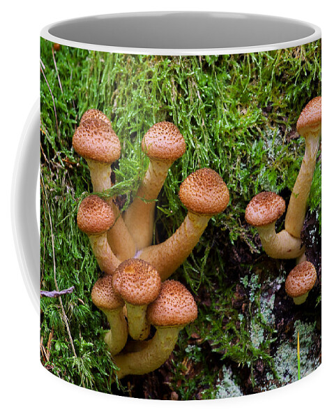 Agaric Coffee Mug featuring the photograph Armillariella polymyces by Ivan Slosar