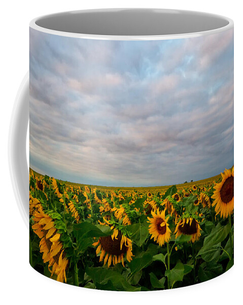 Sunflower Coffee Mug featuring the photograph As Far As The Eye Can See by Ronda Kimbrow