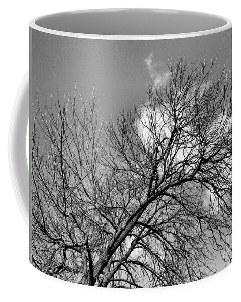 Tree Coffee Mug featuring the photograph Ash and Light by Robyn King
