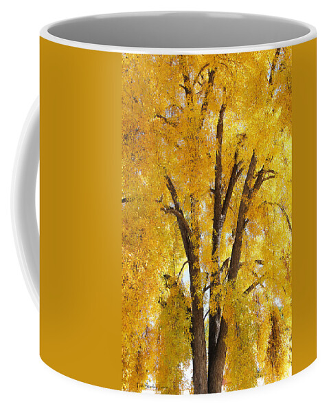 Ash's Fall Leaves Are Falling Coffee Mug featuring the photograph Ash's Fall Leaves Are Falling by Tom Janca