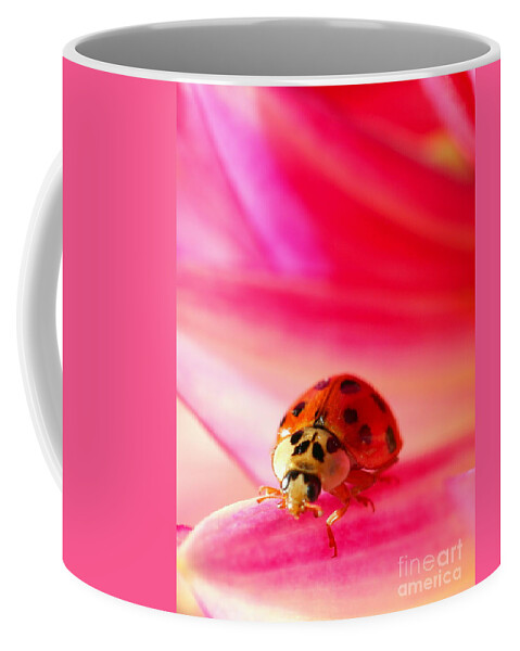 Red Coffee Mug featuring the photograph Asian Lady Beetle 2 by Amanda Mohler