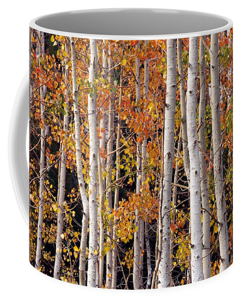 Aspen Coffee Mug featuring the photograph Aspen Trees And Leaves by Brenda Tharp